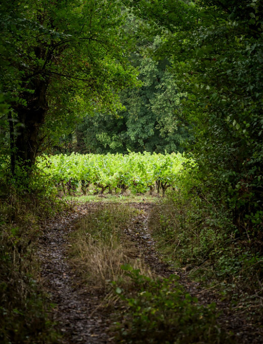 Respect for the vines at Tour Gallus