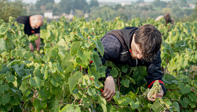 The vineyard’s commitment to CSR