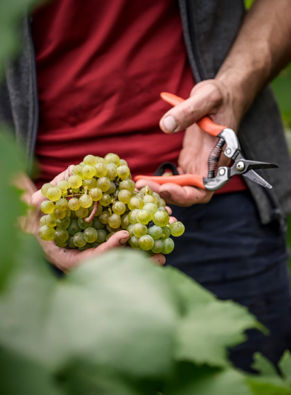 Biodynamic grape
