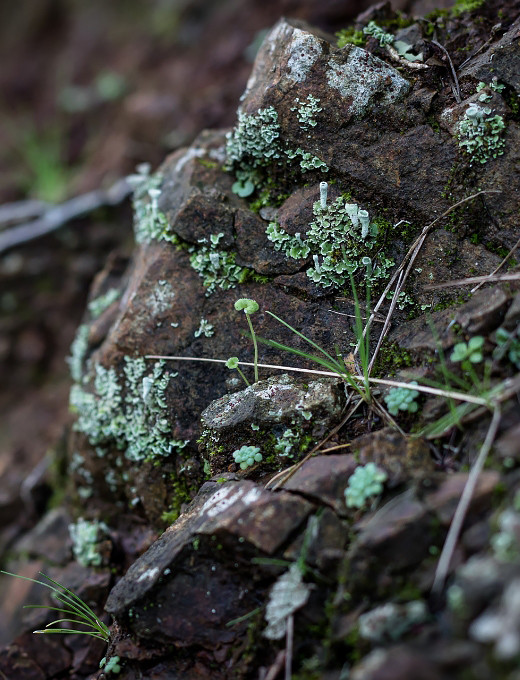 Gabbro rock in the vineyard